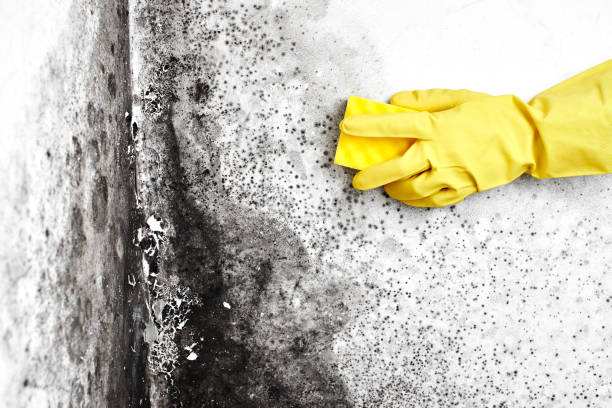 Best Insurance-Related Mold Remediation in Washburn, WI