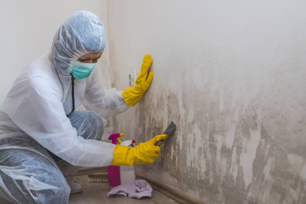 Best Residential Mold Remediation in Washburn, WI
