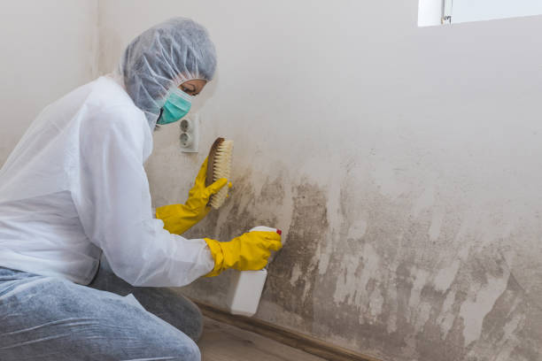 Best Health and Safety Mold Remediation in Washburn, WI