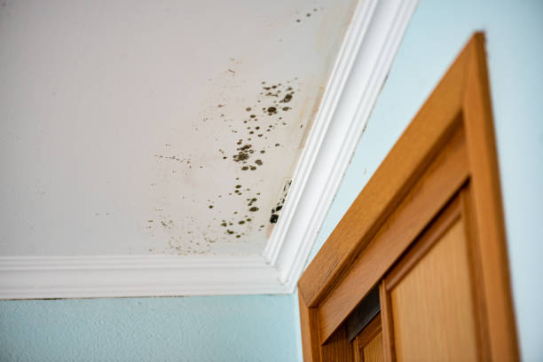 Best Mold Remediation for Schools in Washburn, WI