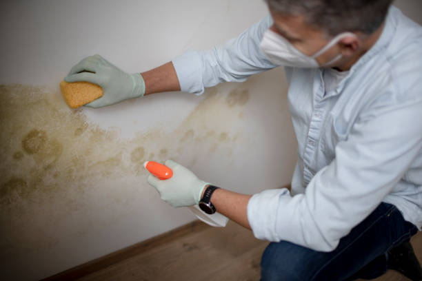 Best Kitchen Mold Remediation in Washburn, WI