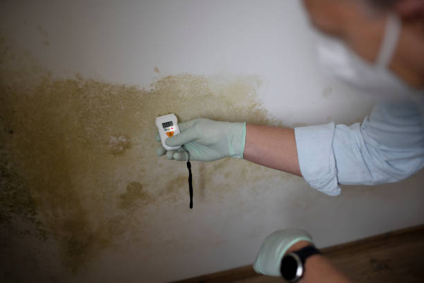 Best Mold Testing and Inspection Services in Washburn, WI