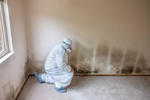 Best Basement Mold Remediation in Washburn, WI