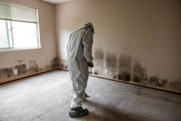 Best Bathroom Mold Remediation in Washburn, WI